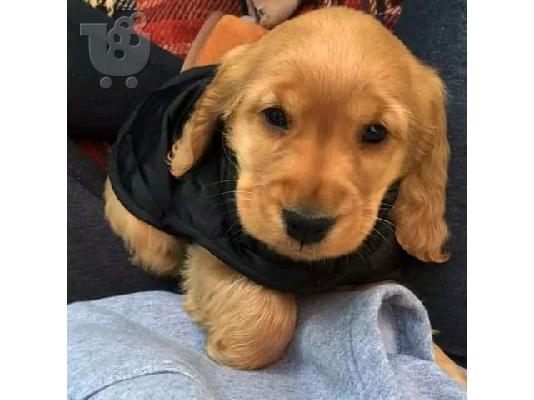 PoulaTo: KC καταχωρημένα κουτάβια Cocker Spaniel